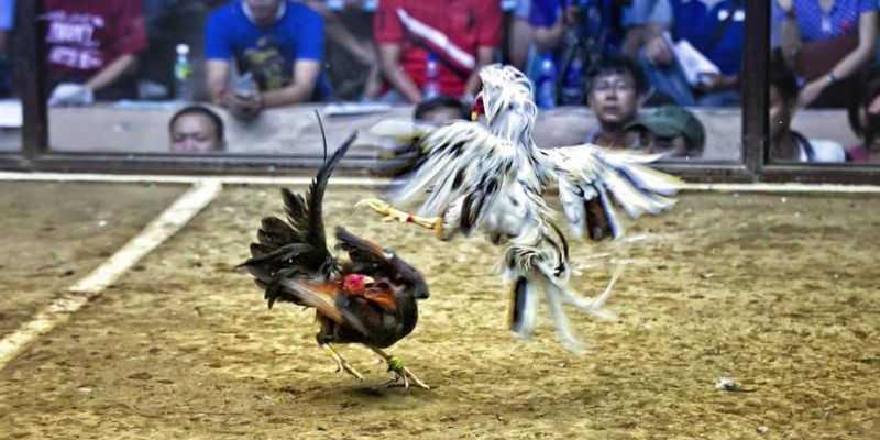Kèo đá gà trực tiếp là gì? Kèo đá gà trực tiếp là gì?