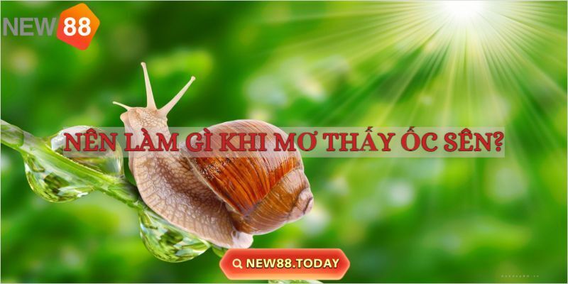 Những điều nên làm khi mơ thấy ốc sên