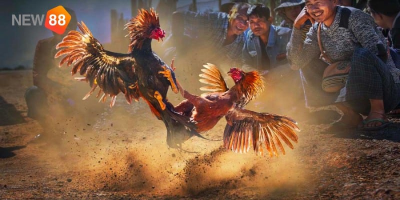 Cách xem vảy gà tốt xấu chính xác