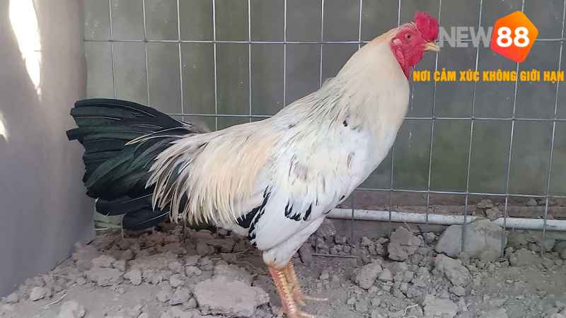 Giới Thiệu Đôi Nét Về Gà Chuối