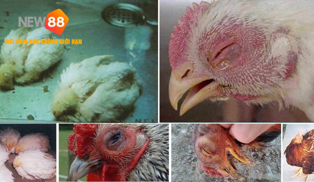 Một Số Bệnh Thường Gặp Ở Gà Con